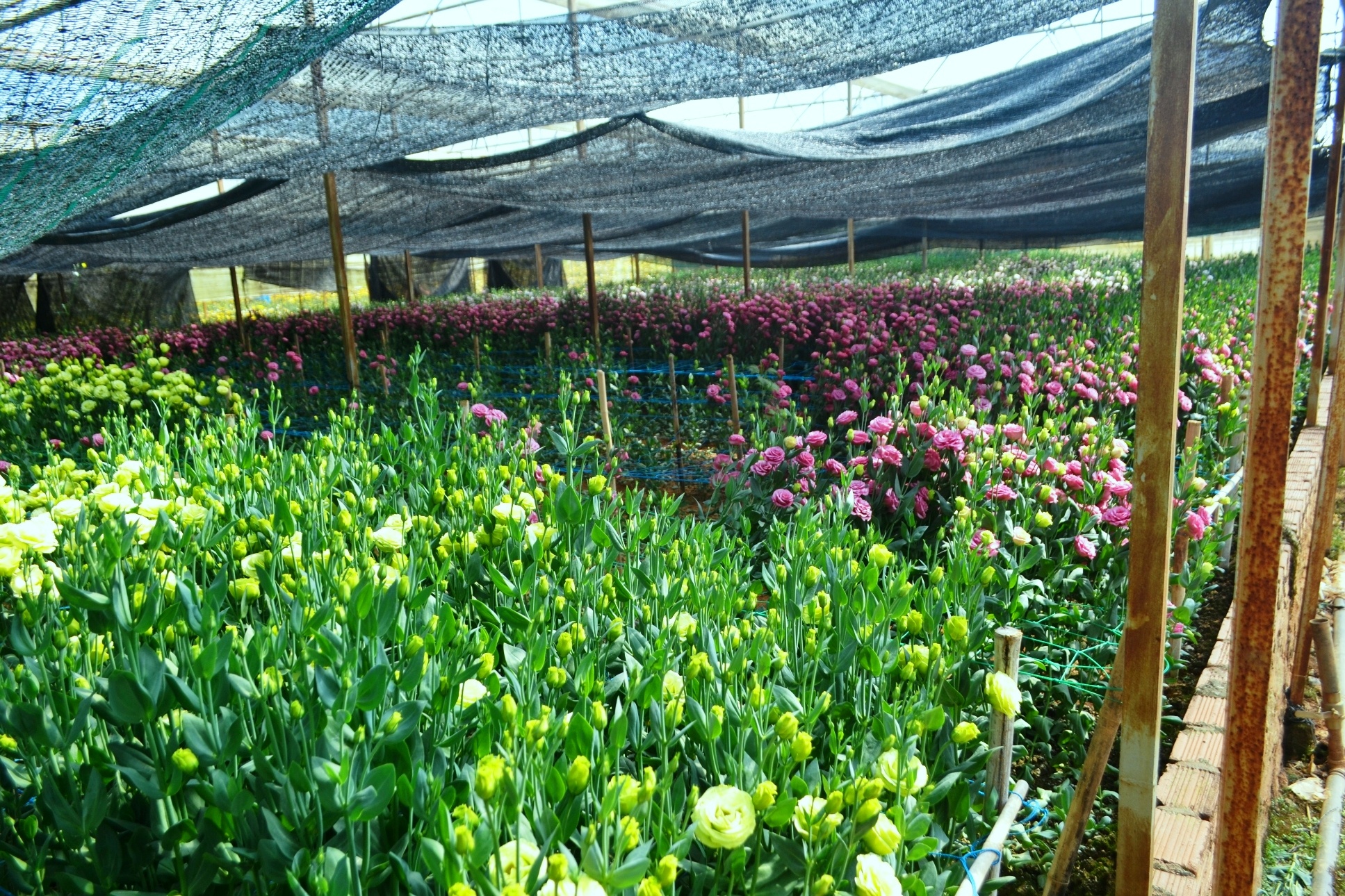 Nha vuon Da Lat lo nang vi cat tuong, hoa ly no truoc Tet hinh anh