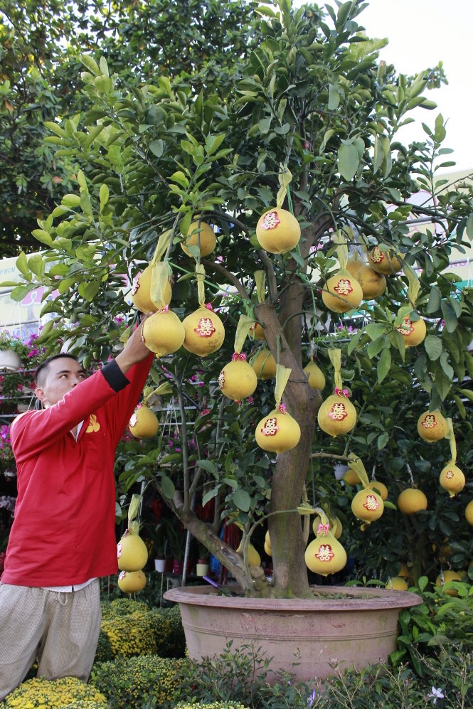 Buoi Dien ban o Sai Gon 35 trieu mot cay hinh anh