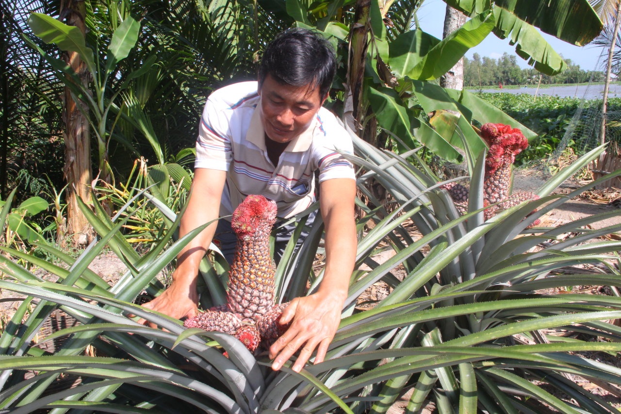 Tao dang trai cay chung Tet hinh anh