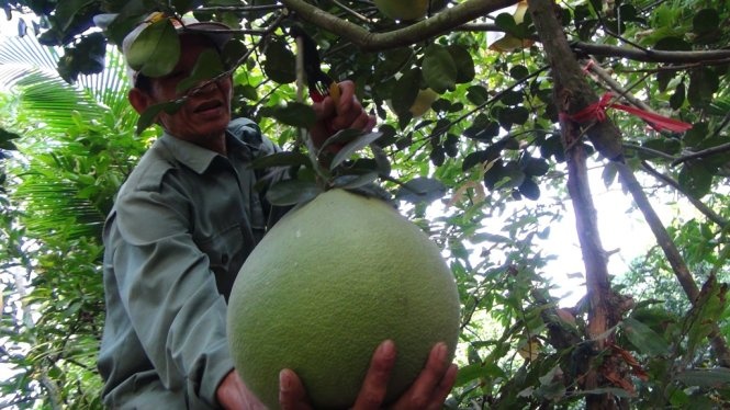 Buoi thung trung gia, buoi da xanh doi cho hinh anh