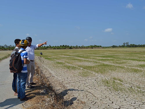 Ban lua non vi han, man hinh anh