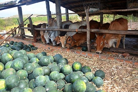 Dua hau 300 dong/kg, ai cuu nong dan? hinh anh