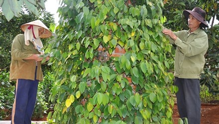 Ban khoan mua tieu chin hinh anh