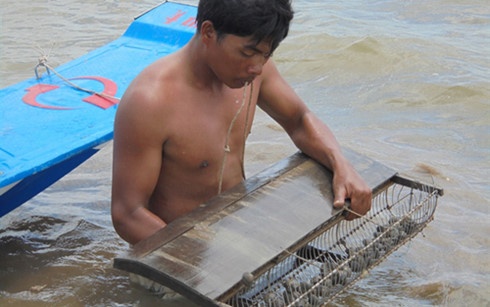 Ca Mau: So huyet chet hang loat do do man tang cao hinh anh