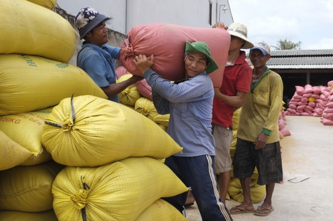 Dat nhu tom tuoi, lua gao duoc thuong lai gom het hinh anh