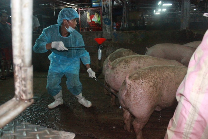 Bo tu nguoi dung chat cam cho heo an duoc khong? hinh anh