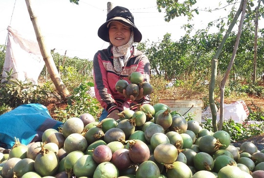 Hoang mang vi chanh day dong loat rot gia hinh anh