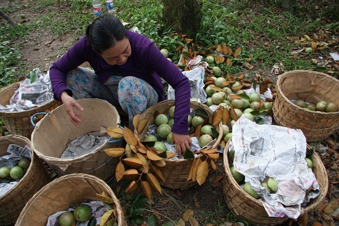 Xóa sổ vù sữa lò rèn Vĩnh Kim ảnh 3 Xoa so vu sua lo ren Vinh Kim anh 3