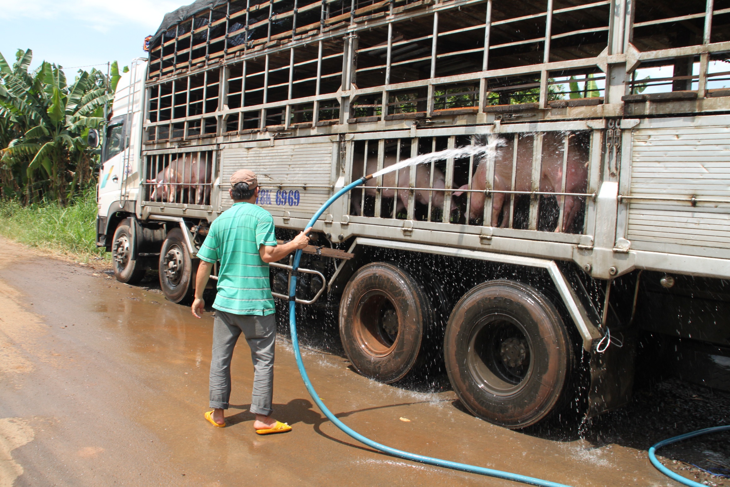 Trung Quoc nhap heo mo cua Viet Nam de tranh chat cam? hinh anh