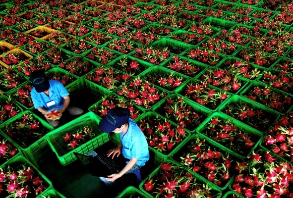 Dai Loan mo cua tro lai voi thanh long Viet Nam hinh anh