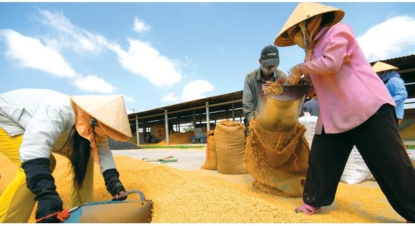 'Gao Viet roi chi ban duoc cho nguoi ngheo' hinh anh