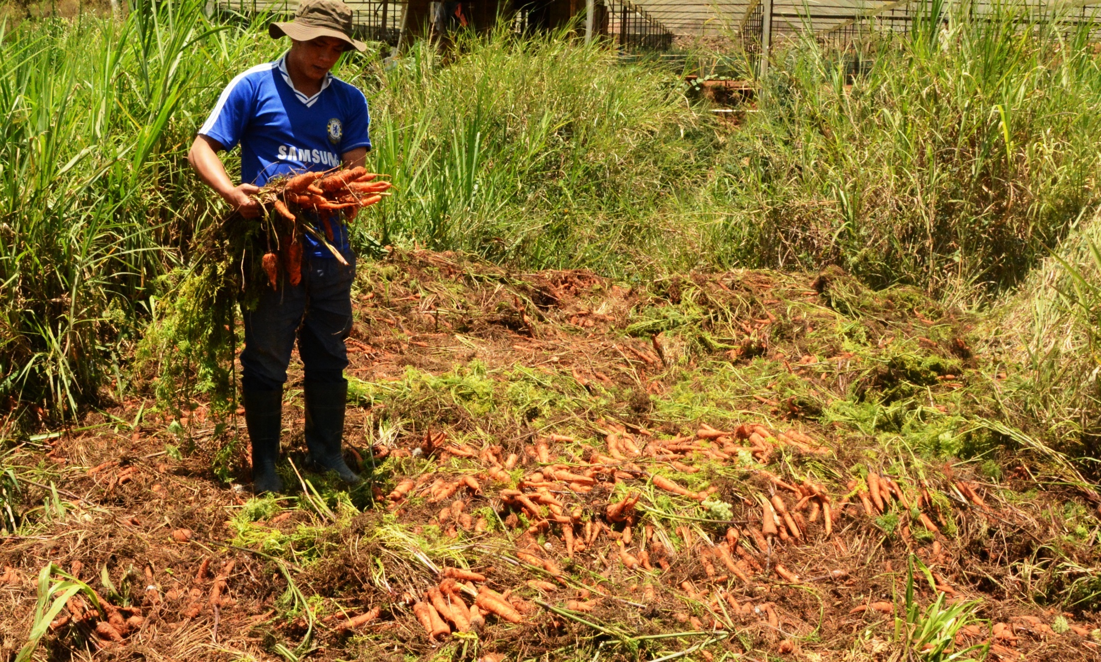 Ca rot rot gia, nhieu ho nho bo cho bo an hinh anh