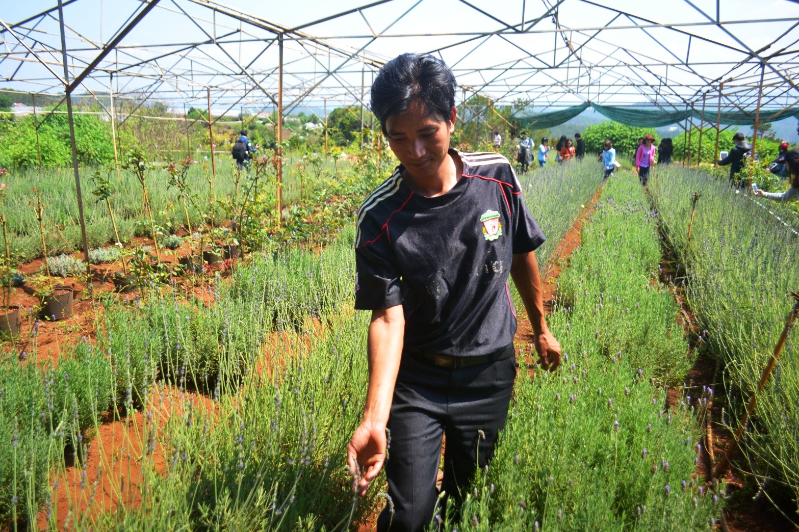 trong hoa oai huong o Da Lat anh 1