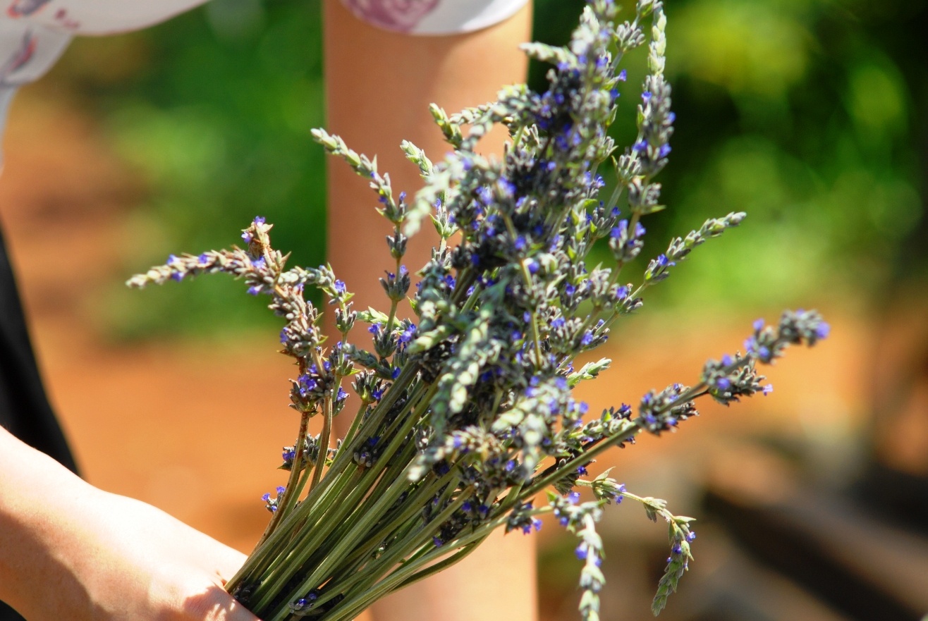 Ky su co vuon oai huong doc nhat vo nhi Da Lat hinh anh