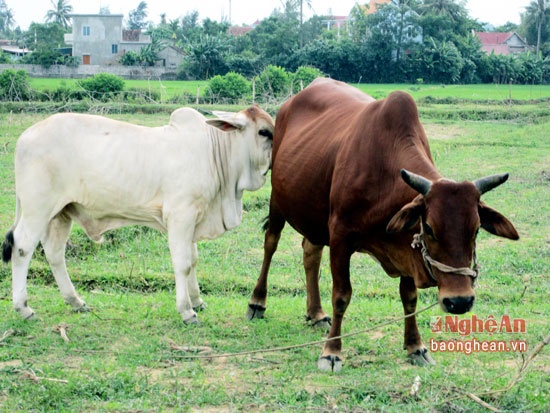 Bo '3 mau' o Nghi Loc hinh anh