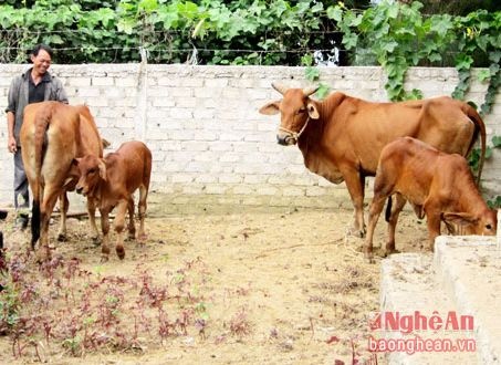 bò 3a máu ở Nghệ An ảnh 2 bo 3a mau o Nghe An anh 2