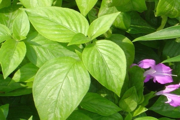 gia toc lam banh tet la cam tru noi tieng anh 4