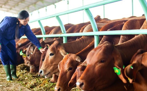 No cua cong ty Bau Duc tang nhanh anh 1