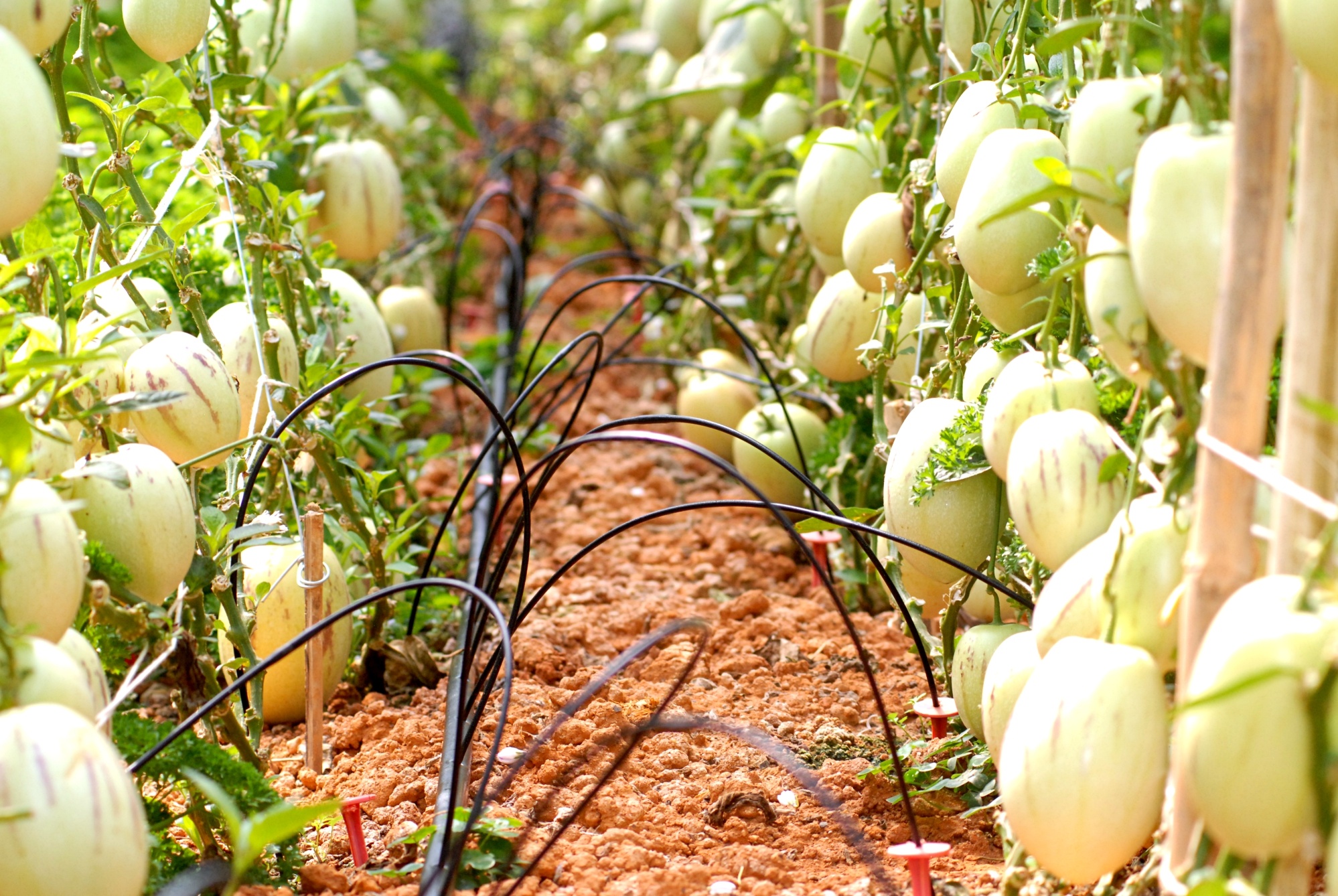 Thu 2 trieu moi ngay tu trong dua pepino hinh anh