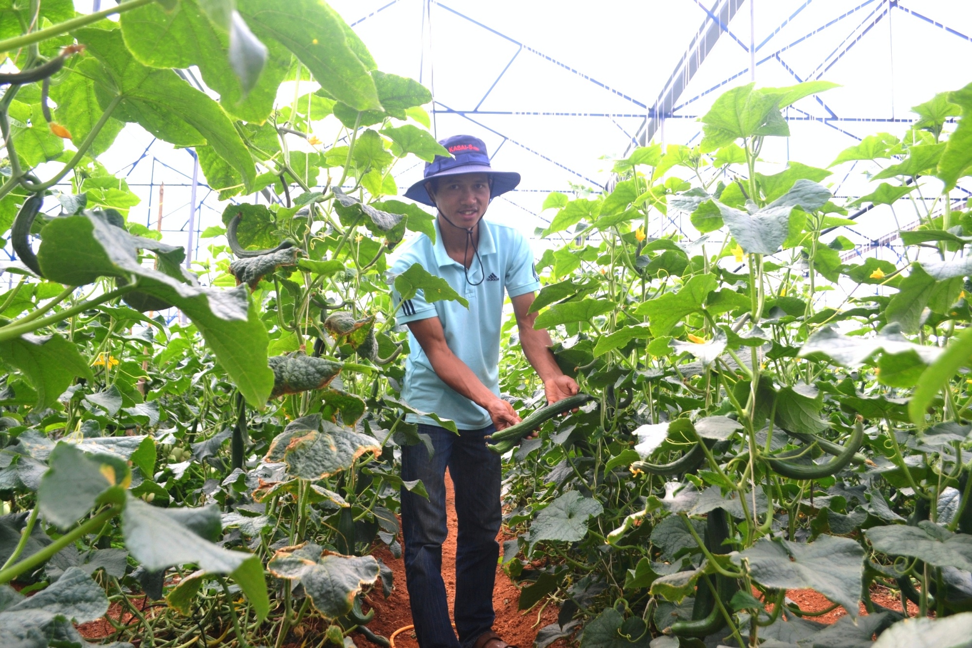 trong dua pepino anh 3