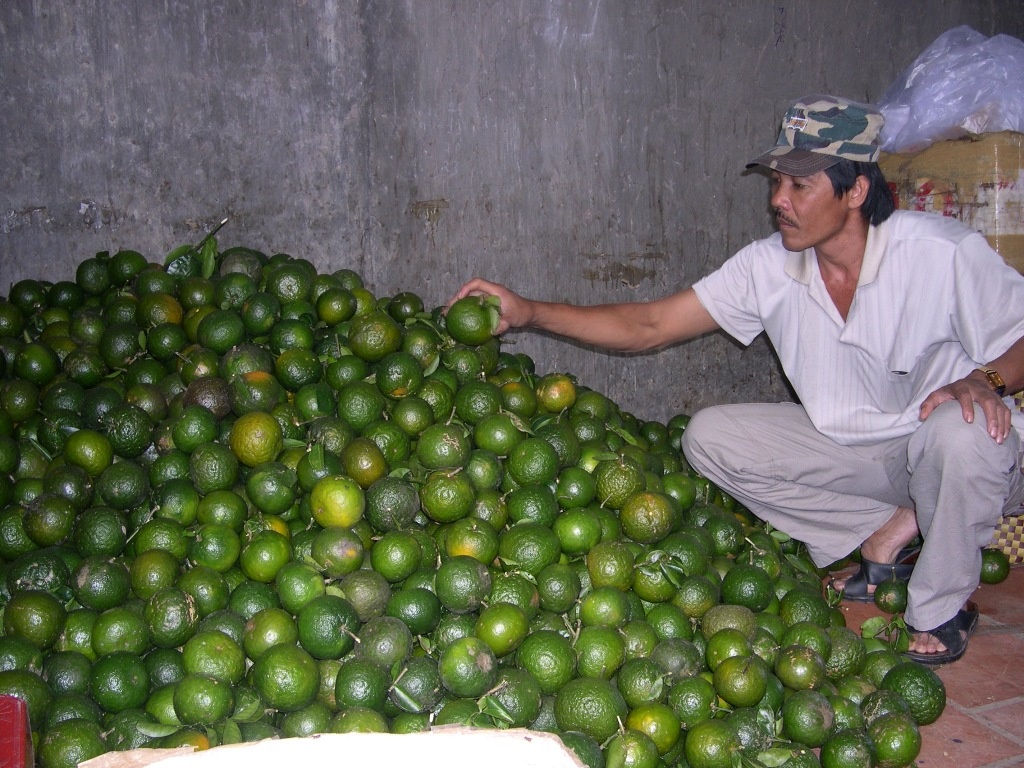 trai cay mien Tay tang gia anh 5