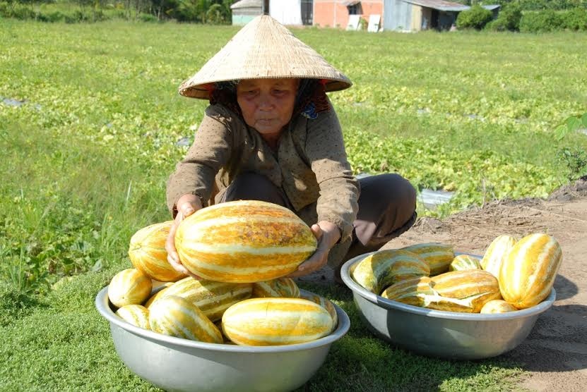 trái cây miền Tây tăng giá ảnh 3 trai cay mien Tay tang gia anh 3