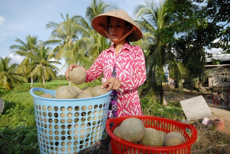 trái cây miền Tây tăng giá ảnh 12 trai cay mien Tay tang gia anh 12