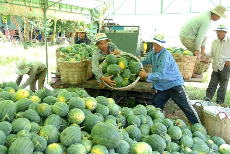 trái cây miền Tây tăng giá ảnh 10 trai cay mien Tay tang gia anh 10