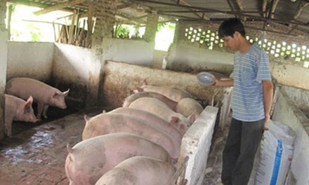 'Trung Quoc dung mua la chet' hinh anh