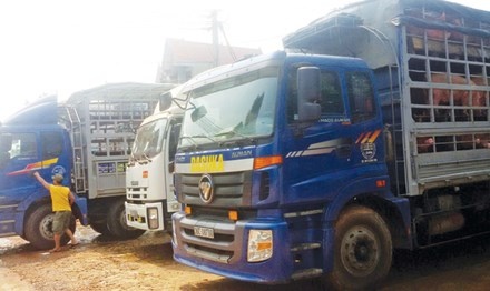 Thuong lai TQ lat keo, nguoi nuoi lon phia Bac lao dao hinh anh