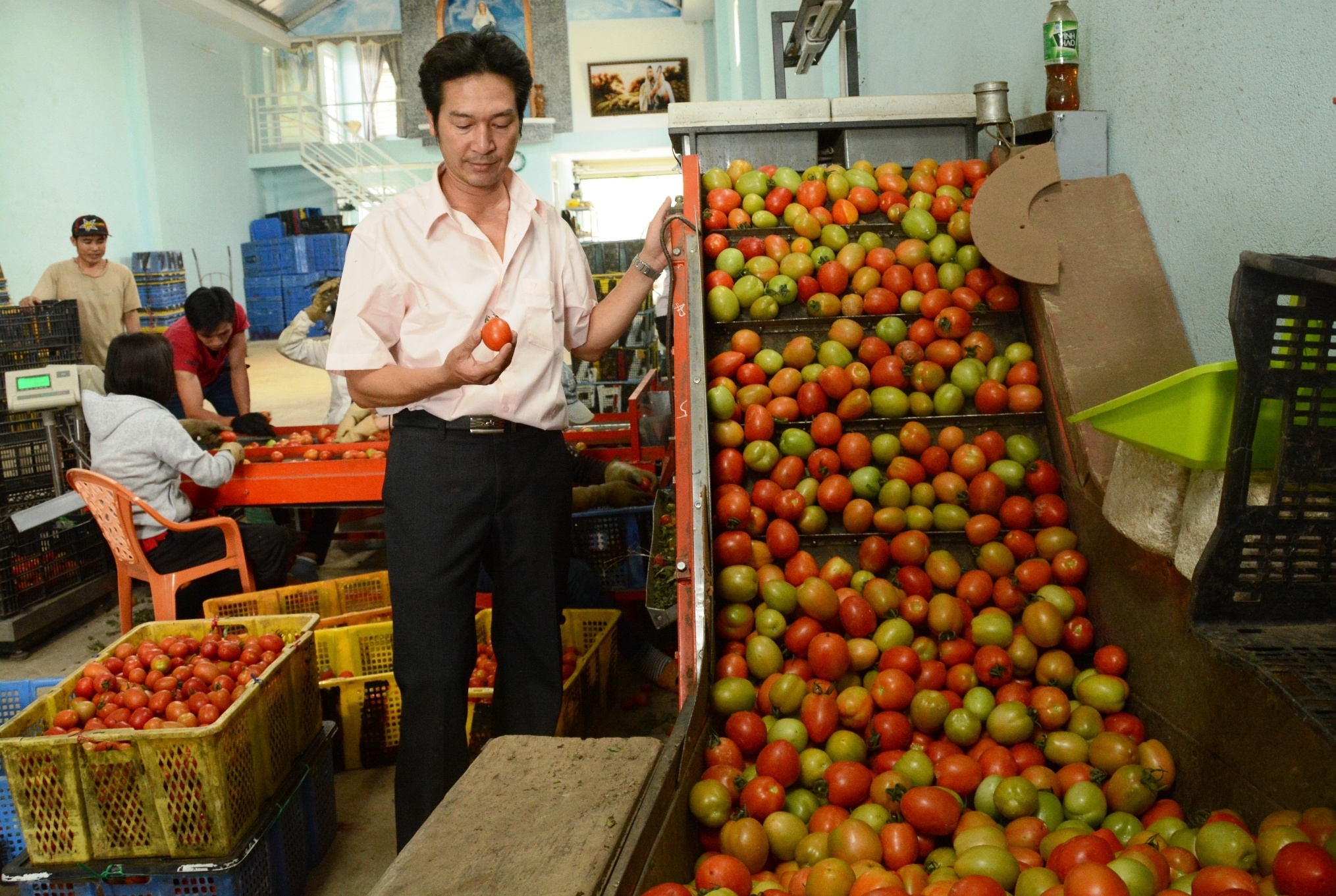 Sang che may rua, danh bong ca chua trong 20 ngay hinh anh