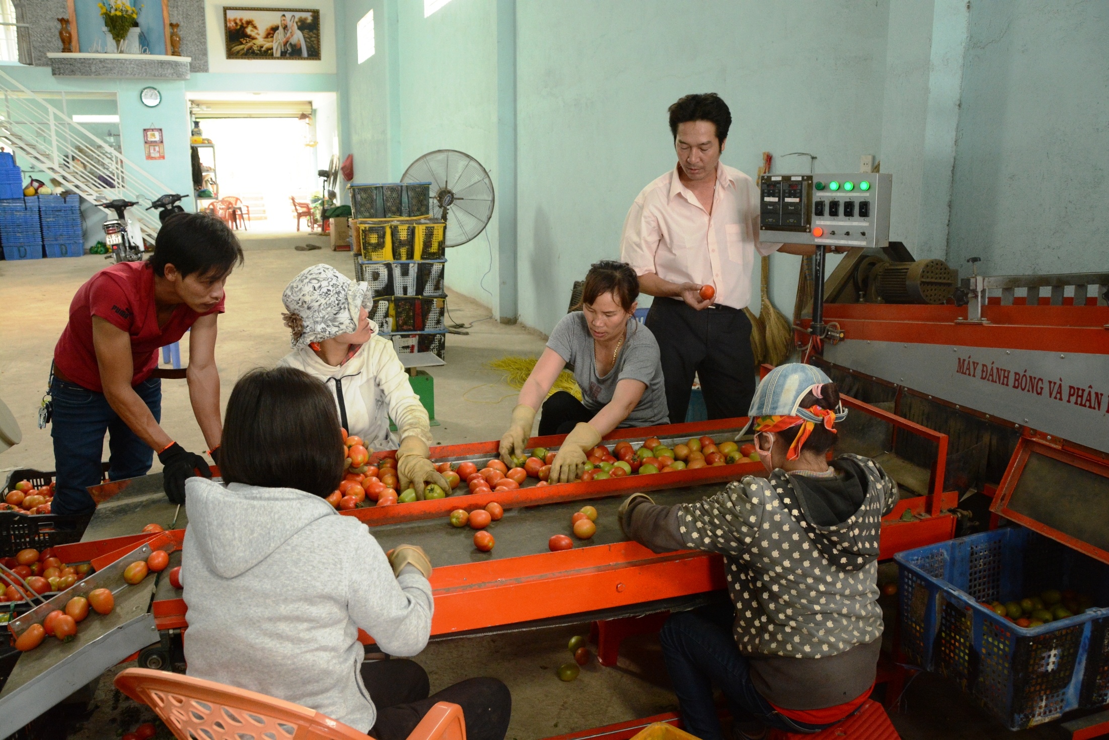 may phan loai rua ca chua anh 2