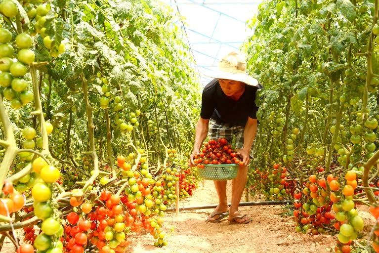 Anh em 9X kiem tien ty moi nam nho nong trai rau sach hinh anh