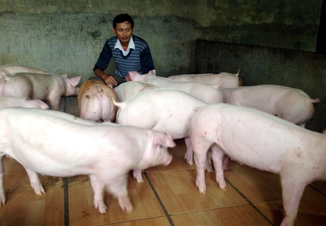 Lon, dua hau Viet va thuong lai Trung Quoc hinh anh