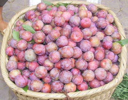 man Tau dau mua chi em moi nhau an anh 1