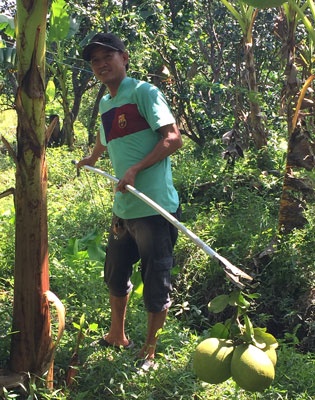 trái cây mất mùa do hạn mặn ảnh 1 trai cay mat mua do han man anh 1
