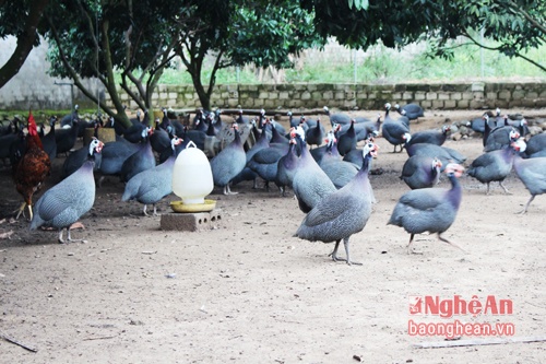 Nuoi ga sao tha vuon thu lai hang tram trieu dong hinh anh