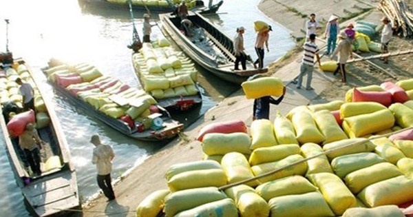 Thai Lan xa kho 11 trieu tan gao: Gao cu xau, gia re hinh anh