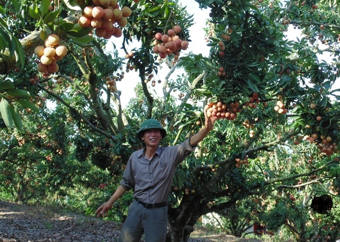 Vai thieu van chon Trung Quoc la thi truong chu luc hinh anh