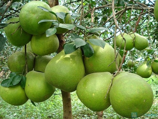 Buoi da xanh sot gia vi 'doi' nguon cung hinh anh