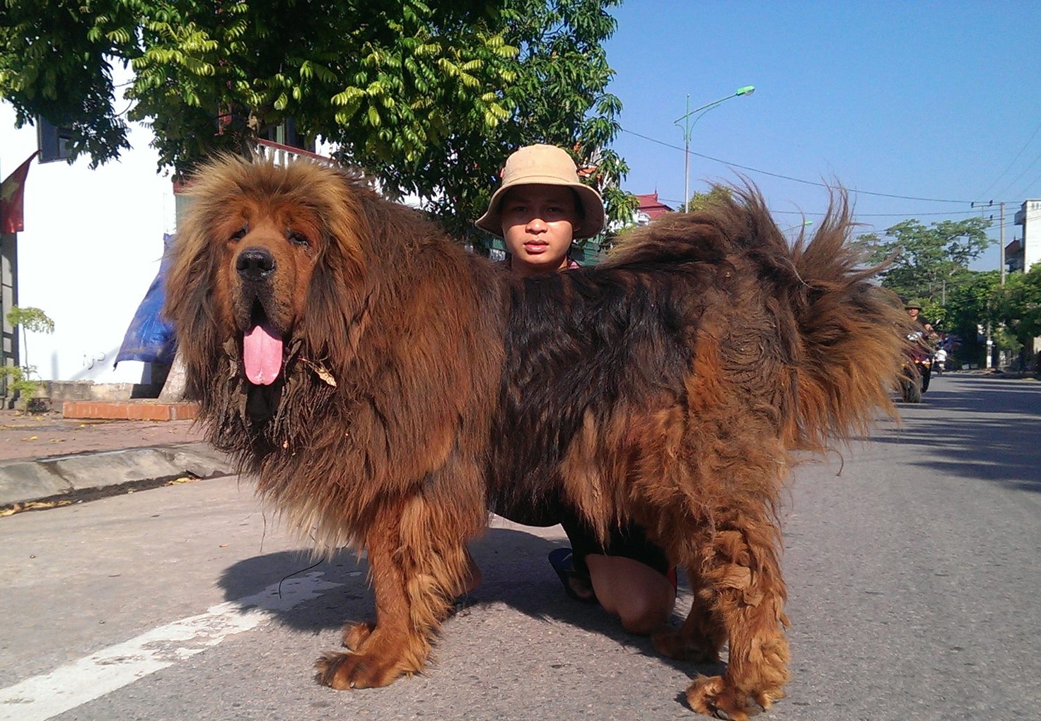 Thac si dat mo o Sai Gon so huu trai cho 20 ty hinh anh