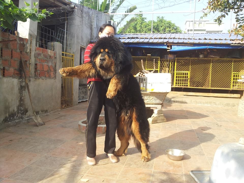 Trang trại chó Ngao Tây Tạng 20 tỷ tại Sài Gòn ảnh 1 Trang trai cho Ngao Tay Tang 20 ty tai Sai Gon anh 1