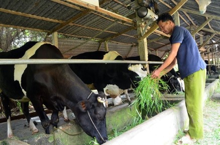 900 hộ dân chưa bán được sữa ảnh 1 900 ho dan chua ban duoc sua anh 1