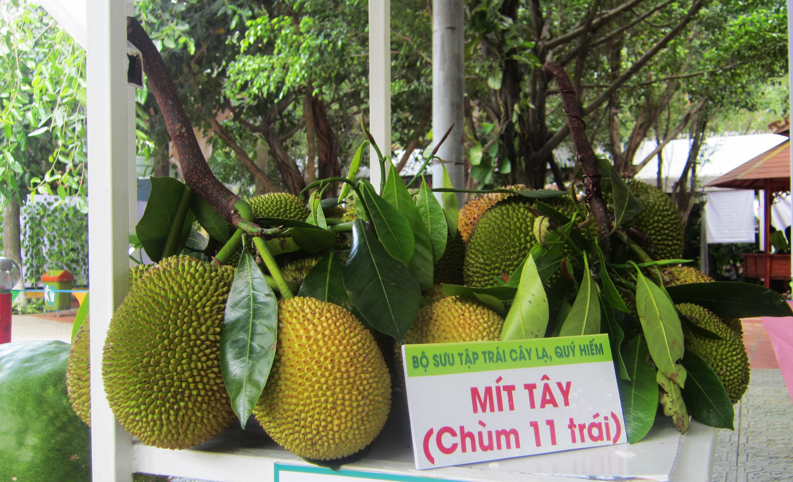 Nhieu loai trai cay doc la trong le hoi trai cay anh 11