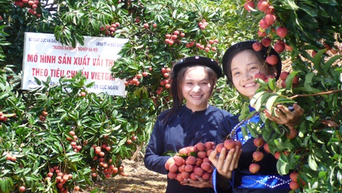 130.000 tan vai thieu Bac Giang sap tung ra thi truong hinh anh