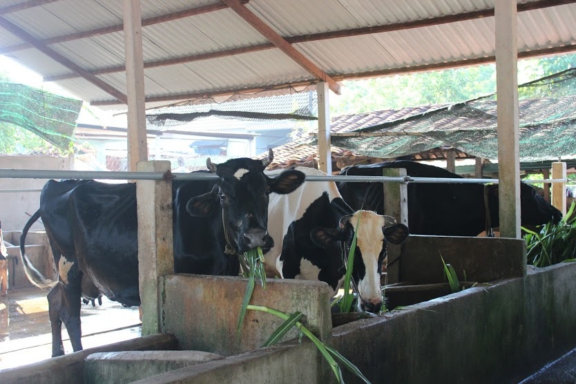 Nong dan nuoi bo Cu Chi gui sua cho nguoi than tam hinh anh