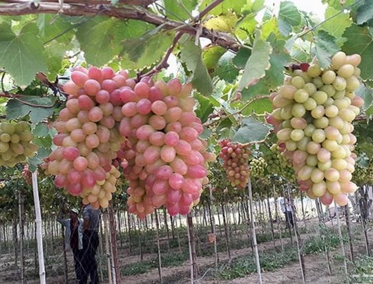 Lai tao thanh cong giong nho moi it hat hinh anh