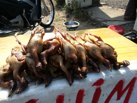 Chim cut thai loai doi lot chim rung ban o via he Sai Gon hinh anh