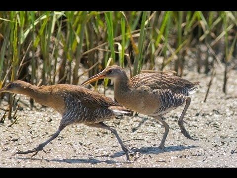 chim chằng nghịch đổ bộ Sài Gòn ảnh 2 chim chang nghich do bo Sai Gon anh 2