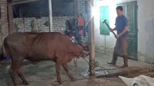 Quy trinh giet mo tan bao va khung hoang xuat khau bo Uc hinh anh